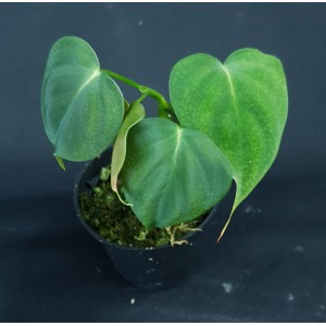 Philodendron lupinum#8988