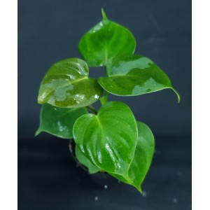 Philodendron lupinum#8989