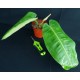 Philodendron 'Red Moon'#1433