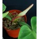 Philodendron 'Red Moon'#1433