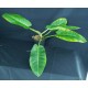 Philodendron 'Red Moon'#1434
