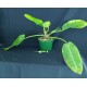 Philodendron 'Red Moon'#1435