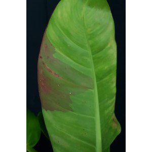 Philodendron 'Red Moon'#1435