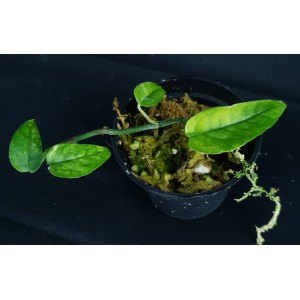 Epipremnum pinnatum 'Mint'#1465