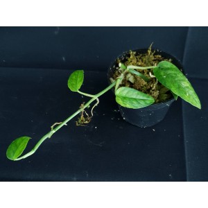Epipremnum pinnatum 'Mint'#1466