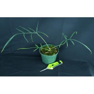 Philodendron polypodioides#1485