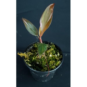 Philodendron 'Pink Princess Marble King'#1538