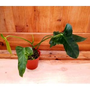 Philodendron 'Lime Fiddle'
 #1339
