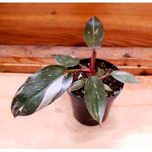 Philodendron 'Pink Princess'
 #1342
