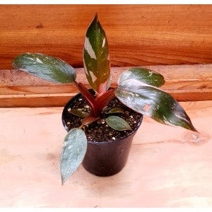 Philodendron 'Pink Princess'
 #1343
