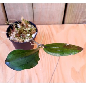 Hoya erythrina 'Long Leaf'#3240