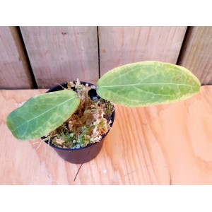 Hoya erythrina 'Long Leaf'#3241