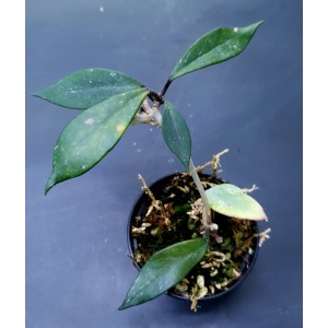 Hoya pubicalyx 'Royal Hawaiian'#3264