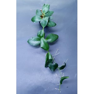 Hoya myrmecopa 'Big Leaves'#3265