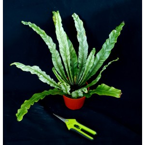 Asplenium fimbriata variegata#3280