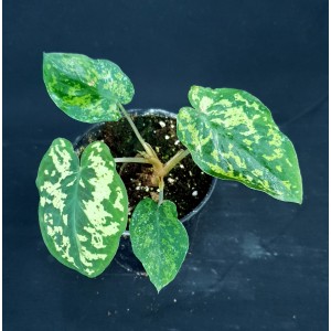Alocasia 'Hilo Beauty'/Caladium praetermissum
#4803
