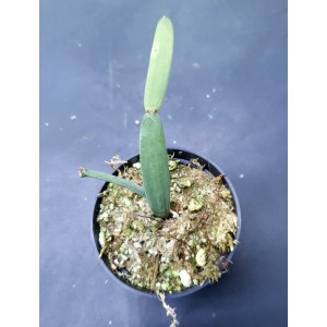 Cissus subaphylla
#4629
