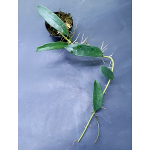 Hoya griffithii
#4648
