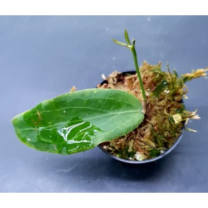 Hoya erythrina 'Long Leaf'
#4651
