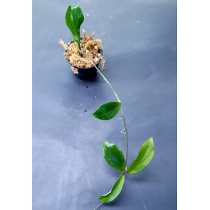 Hoya erythrina 'Long Leaf'
#4652
