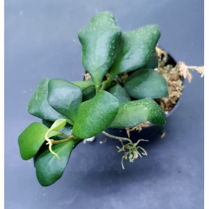 Hoya heuschkeliana 'Yellow flower'
#4674

