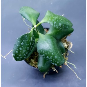Hoya heuschkeliana 'Yellow flower'
#4675

