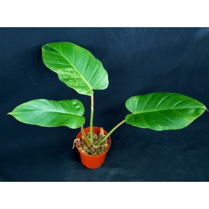 Philodendron 'Jungle Fever Variegated'
#4712
