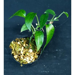 Epipremnum pinnatum 'Indonesie'
#4766
