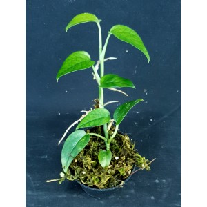 Epipremnum pinnatum 'Indonesie'
#4767
