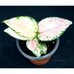 Aglaonema 'Geely Red'
#4813
