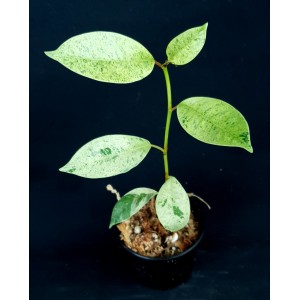 Ficus elastica 'Shivereana'
#4827
