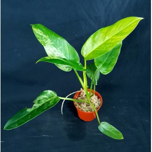 Philodendron 'Whipple Way'
#4830
