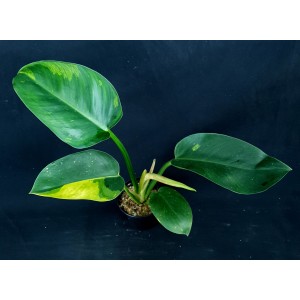 Philodendron 'Green Congo Variegated'
#4834
