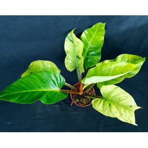 Philodendron 'Ruaysap Marble'
#4838
