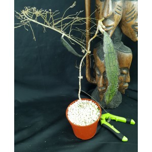 Hoya clemensiorum#5385