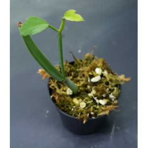 Cissus subaphylla#5387
