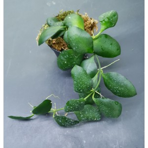Hoya heuschkeliana 'Yellow flower'#5408