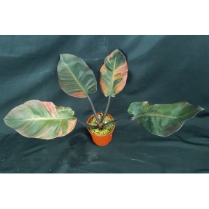 Philodendron 'Black Cardinal Variegated'#5414