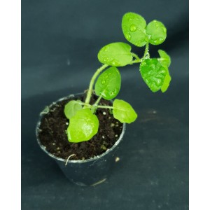 Solanum pyracanthum#5448