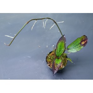 Hoya erythrina 'Long Leaf'#6790