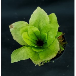 Tectaria hilocarpa#6841