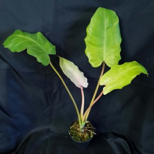 Philodendron 'Snowdrift' #2311
