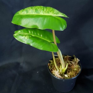 Philodendron 'Burle Marx Mint' #2312