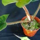 Philodendron squamicaule 'Blushing' #2351E