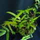 Stenochlaena palustris #2352