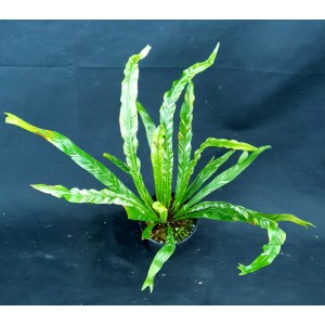 Asplenium fimbriata variegata#2340