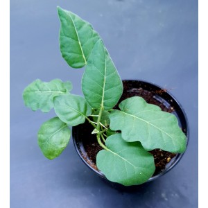 Solanum pyracanthum#2345