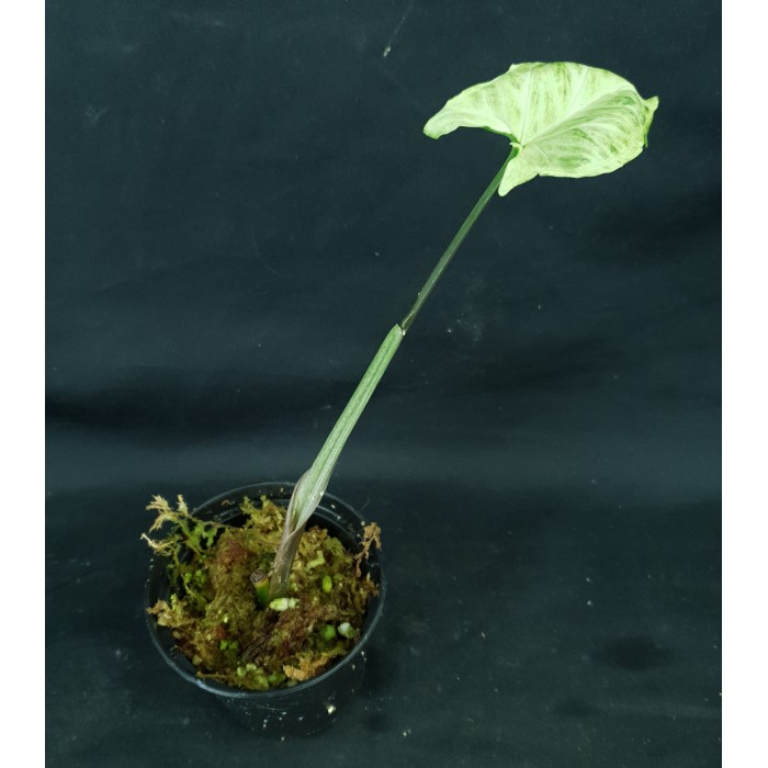 Syngonium podophyllum 'Renoir'#6042