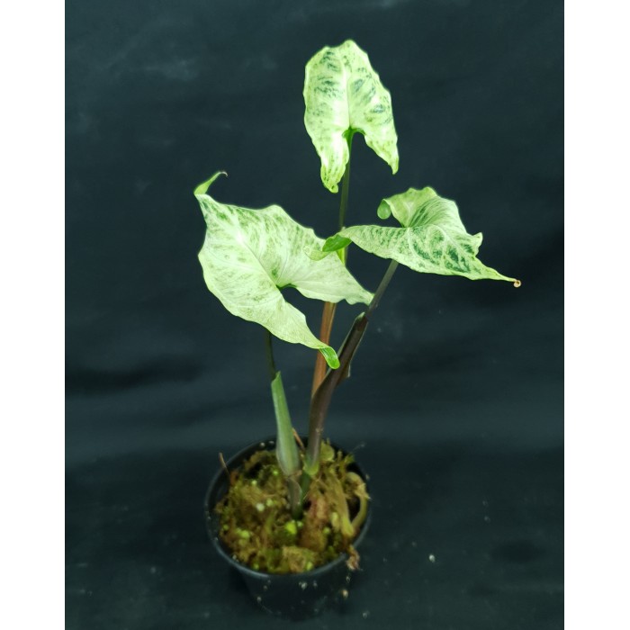 Syngonium podophyllum 'Renoir'#6044