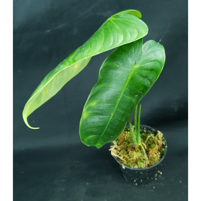 Philodendron sharoniae 'Mosquera'#6052